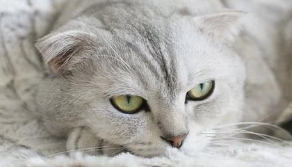 下载HTML5 App UI模板，轻松打造专属应用界面