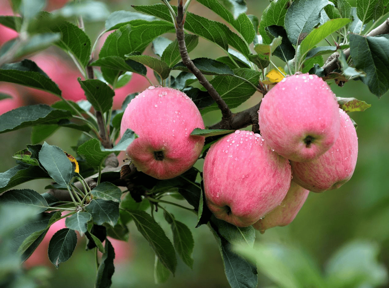 “含糖量”极高!解锁“北方水果公园”山西万荣的甜蜜