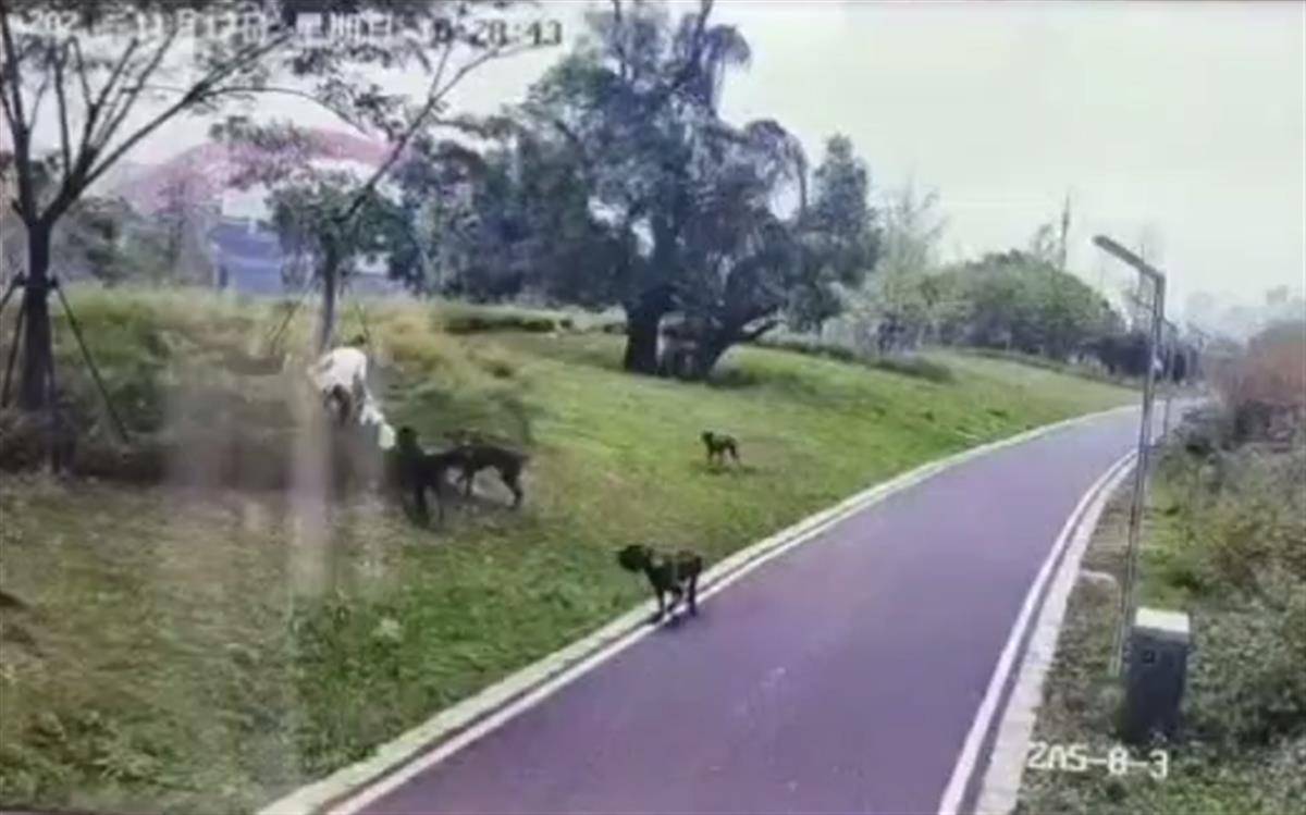 撕咬母女的四条大型犬系杂交品种,律师:犬主若过失致人轻伤,不构成犯罪