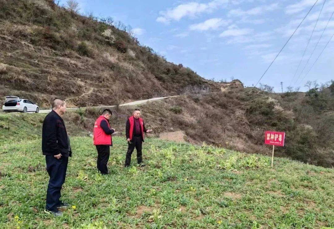 禁种铲毒进行中！守护“净土”不放松！——全覆盖开展2025年禁种铲毒工作（三）