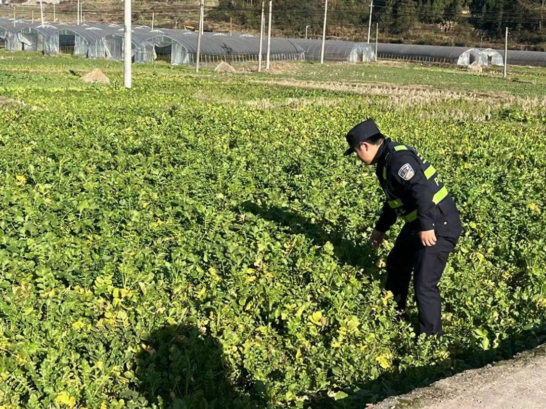 禁种铲毒进行中！守护“净土”不放松！——全覆盖开展2025年禁种铲毒工作（三）