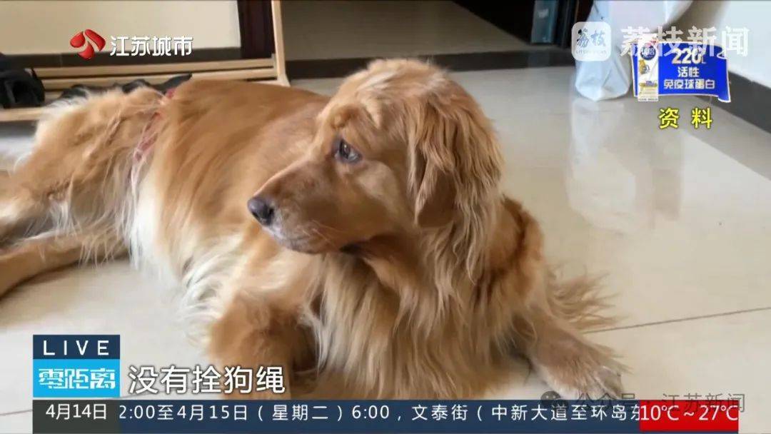 八旬老人被金毛扑倒致死,邻居不愿赔10万,法院:赔40万!