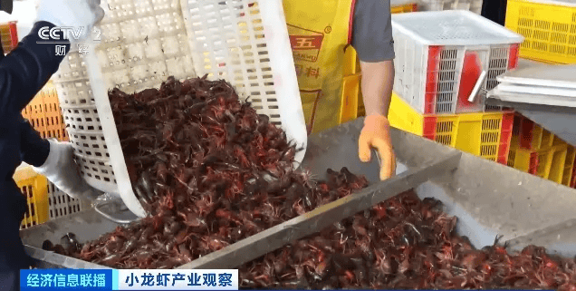 价格大跳水!“接下来还会降”