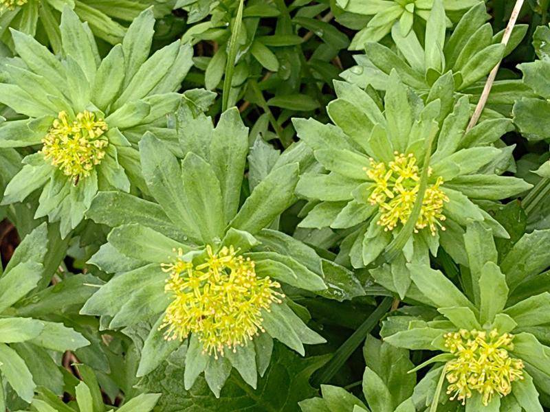 时隔30余年 黑龙江再发现国家二级保护野生植物莼菜