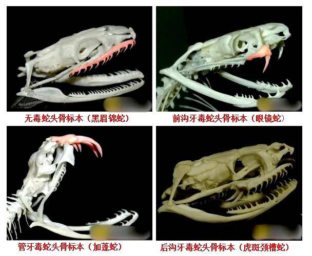 家中惊现2米剧毒眼镜王蛇!江西多地蛇出没,这些常识要牢记…