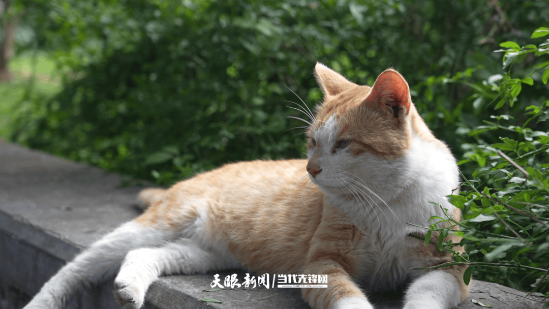 大反转!贵阳“挖眼虐猫”事件系AI编造