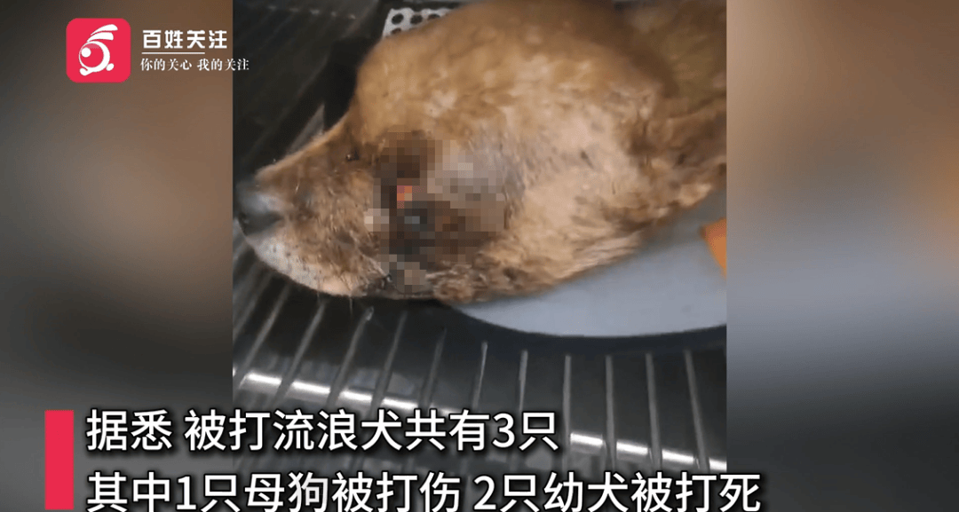 保安称“经常咬人”打死流浪犬,居民上门讨说法:这个门卫穷凶极恶