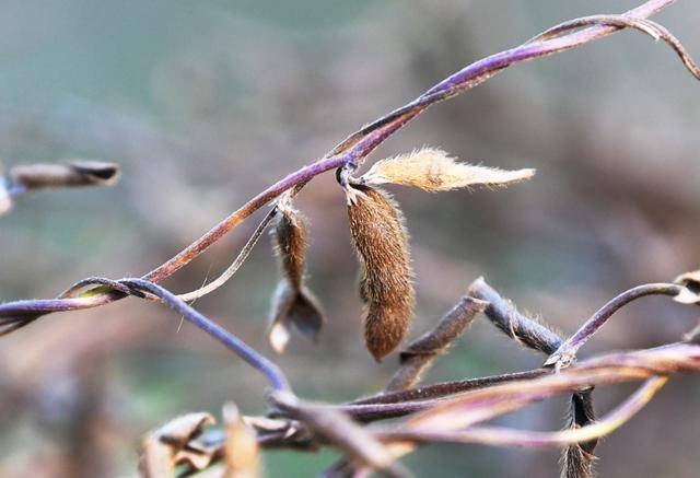 青岛再添野生大豆踪迹!南辛安河公园现群落生长,专家提醒“价值珍贵需保护”