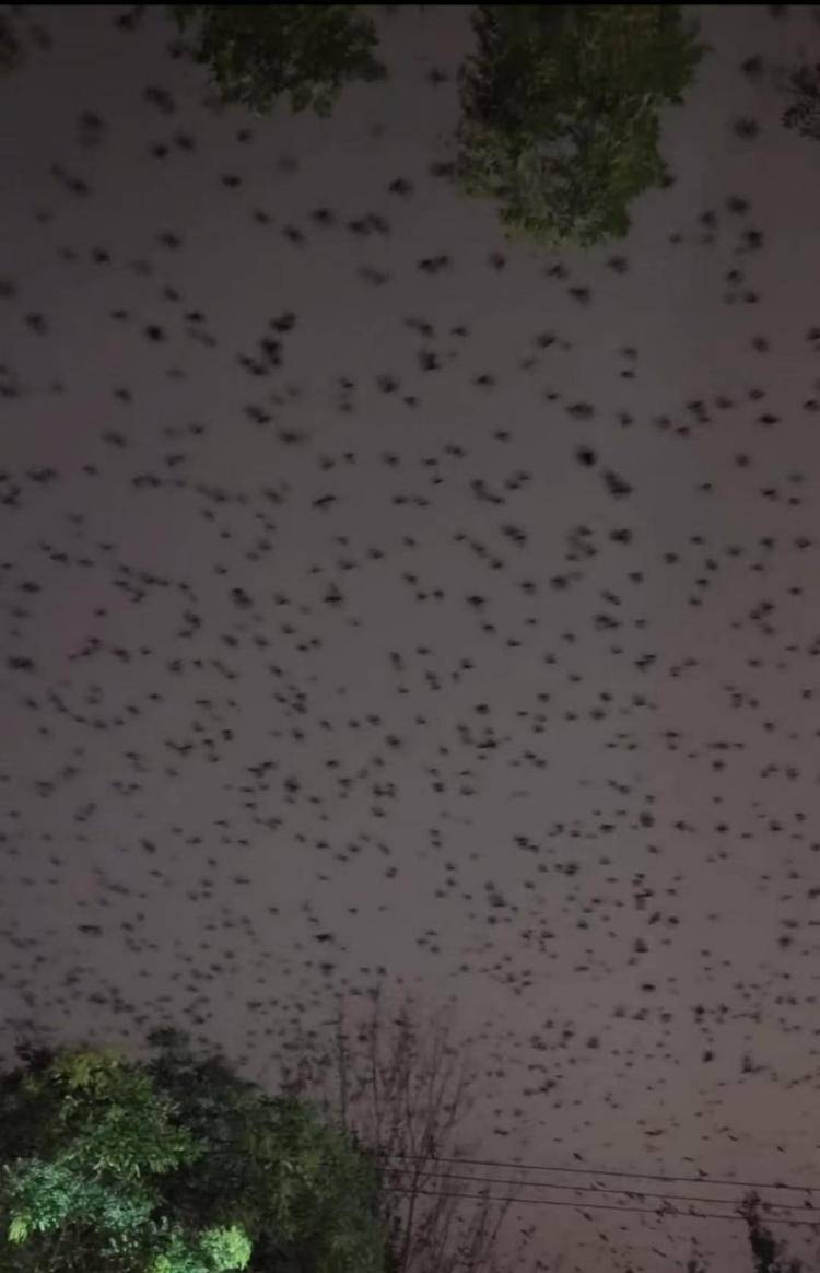 河北等多地天空现密集鸟群,网友担心是灾害预兆,当地称未收到相关预警,专家解读