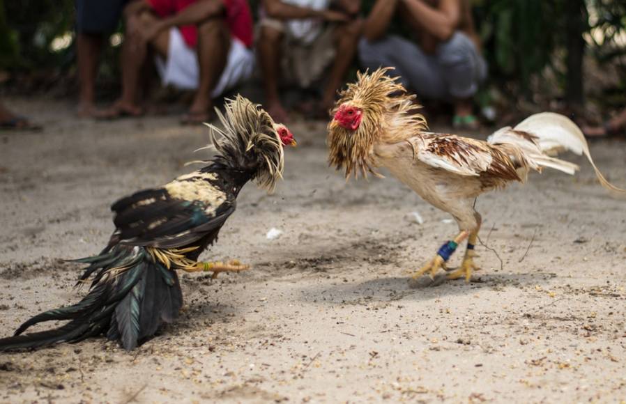 秘鲁一男子观看斗鸡比赛时被自家鸡踢到重要部位,大出血而亡