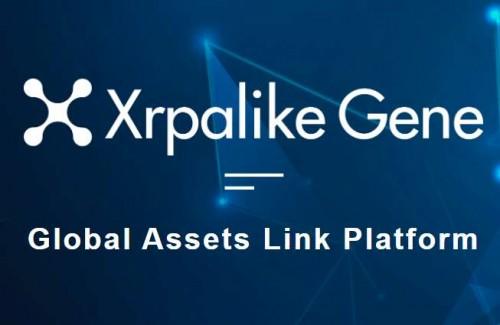 xrp实时(xrp3000)